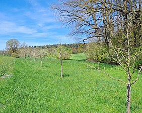 Streuobstwiese bei Rosstal Obstbäume auf einer Streuobstwiese