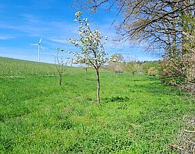 Streuobstwiese bei Rosstal Obstbäume auf einer Wiese
